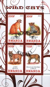 Divoké mačky - Rwanda 2010