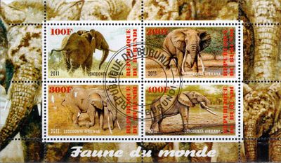 Fauna sveta - Slon africký - Burundi 2011