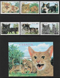 Mačky Kongo 1999