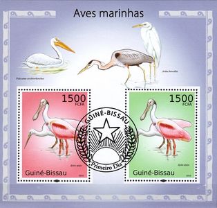 Morské vtáky - Guinea-Bissau 2010