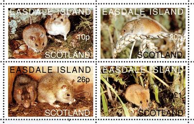 Myši - Easdale - Škótsko