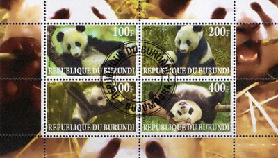 Panda veľká - Burundi 2009