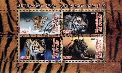 Rok tigra - Kongo 2010