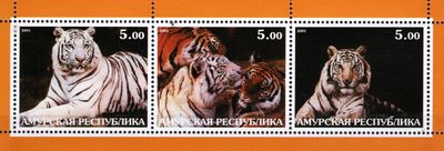 Tigre - Amurská oblasť 2001